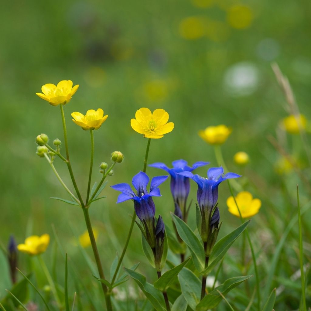 Schweizer Alpenwildblumen